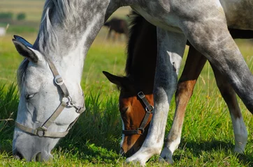 Fotobehang Dapple-grey mare and bay foal in field © Kseniya Abramova