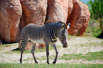 Fototapeta na wymiar Zebra walking