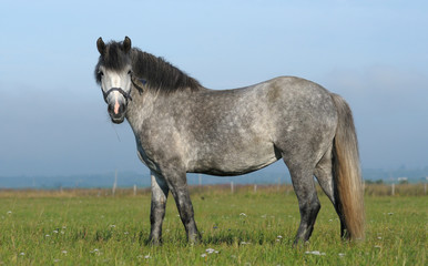Dapple-grey horse pastures in field