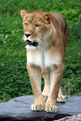 Lioness.