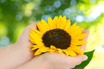 Fototapeta premium girasole