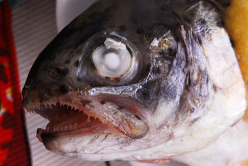 Carpa - Cyprinus carpio