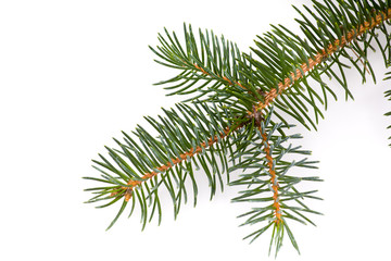 Einzelner Tannenzweig