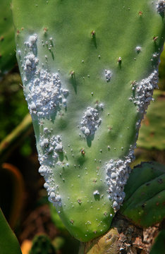 Kaktus mit Cochenille-Laus