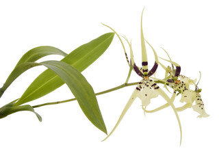 Orchidée araignée