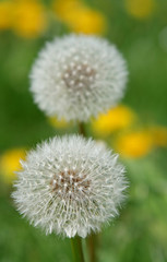 Löwenzahn, Pusteblume, Sommer