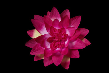 synthetic magenta flower