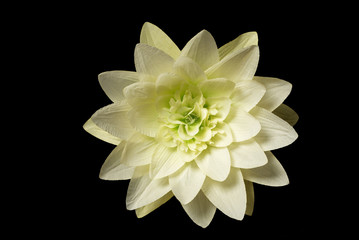 synthetic white flower