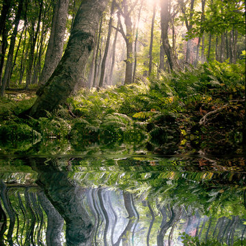 Fototapeta morning in forest