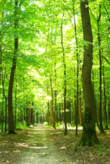 Obraz premium forest path