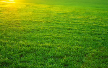 Fototapeta premium lawn