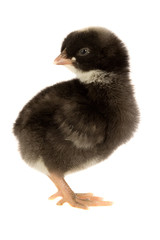 Black little chicken