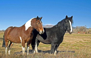 Fototapeta na wymiar Horses