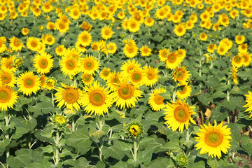 Fototapeta premium Sunflower field
