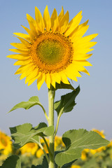 Single sunflower closeup