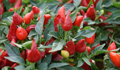 piment rouge