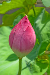 lotus flower bud