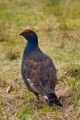 Black Grouse - Lyrurus tetrix