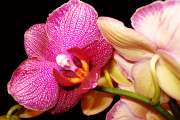 orchid 'phaleanopsis'