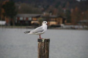 Möwe auf Pfosten