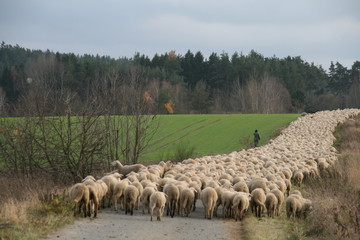Schafherde