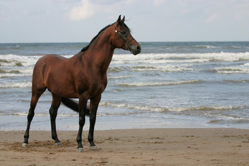 Fototapeta na wymiar Arabian horse