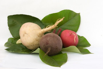 Redish, beetroot, and turnip on leaves