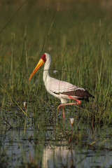 Nimmersatt (Mycteria ibis) im Okavango Delta, Botswana