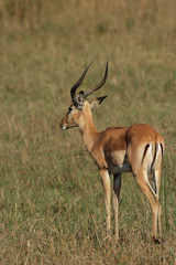 Naklejka na ściany i meble Impala (Aepyceros melampus) im Okavango Delta, Botswana