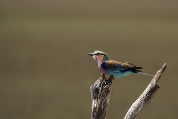 Gabelracke (Coracias caudata) im Okavango Delta, Botswana