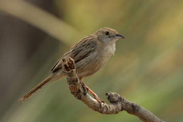 Steppenlerche (Mirafra africanoides) im Okavango Delta, Botswana
