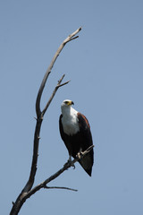 Schreiseeadler (Haliaeetus vocifer) im Okavango Delta, Botswana