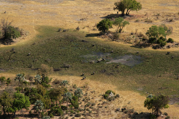 Luftaufnahme von Elefanten im Okavango Delta, Botswana