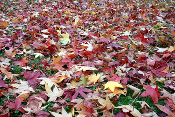 tapis de feuilles