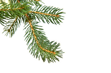 Pine fur tree branch