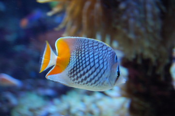 Fototapeta na wymiar poisson tropical