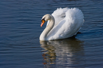 Swan
