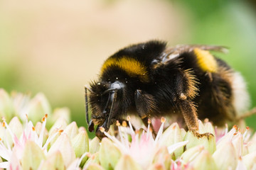 Busy being a bumble bee