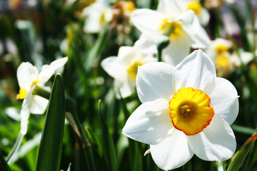 Fototapeta premium Flowers