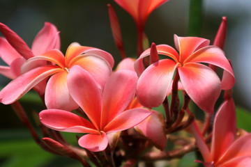 Frangipani (Plumeria)