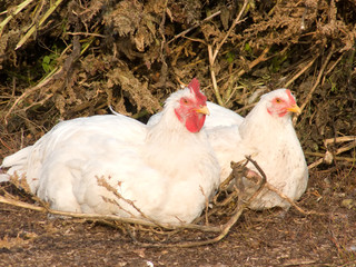 Birds house hens