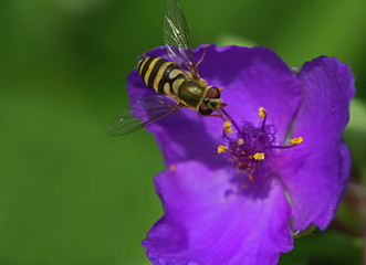 Große Schwebfliege, Syrphus ribesii
