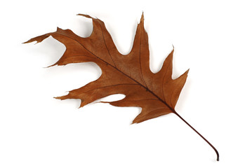 Oak autumn leaf on white