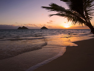 Fototapeta na wymiar Lanikai beach with palm tree in Hawaii at sunrise