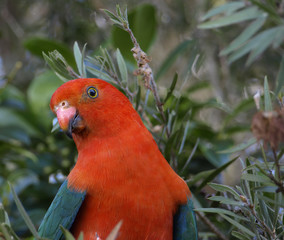 Australian king parrot Alisterus scapularis