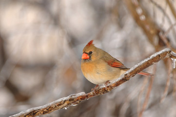 Female Cardinal