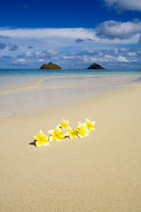 Fototapeta na wymiar tropical beach with plumeria blosssoms, Hawaii