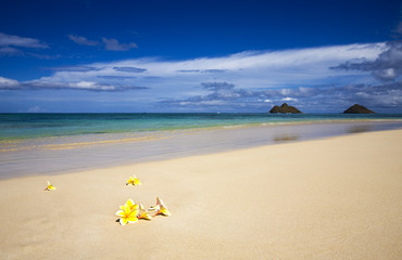 Obraz na płótnie Canvas Tropical beach with plumeria blosssoms, Hawaii