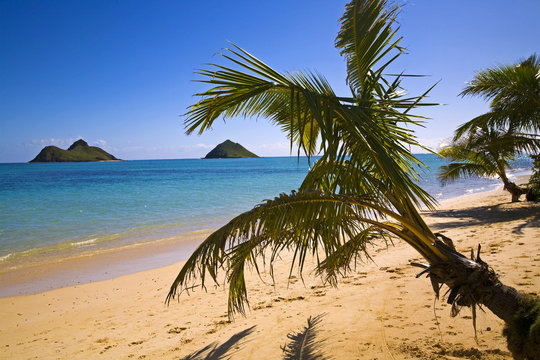 Hawaiian beach of Lanikai with palm trees and islands