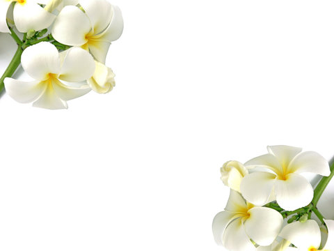 cadre avec deux bouquets de frangipaniers